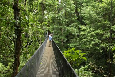 A suspended bridge through the rainforest