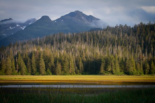 Dead yellow cedar trees