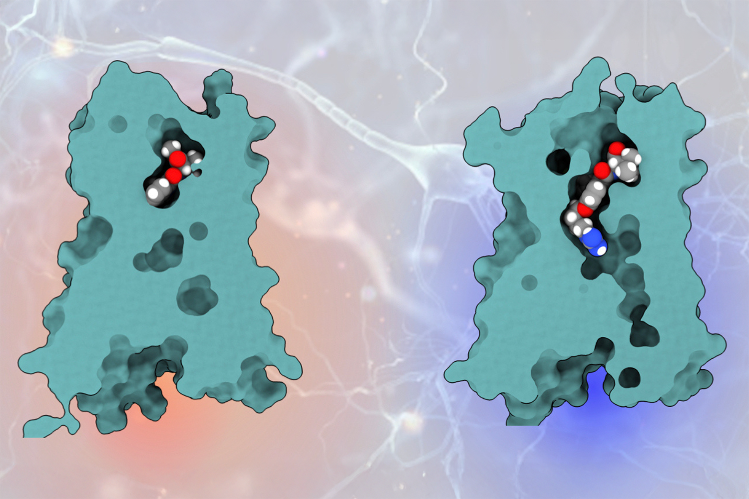 Graphic shows molecules binding to CB1 receptor protein: previous molecule (left) and newly engineered molecule engaging the cryptic pocket (right).