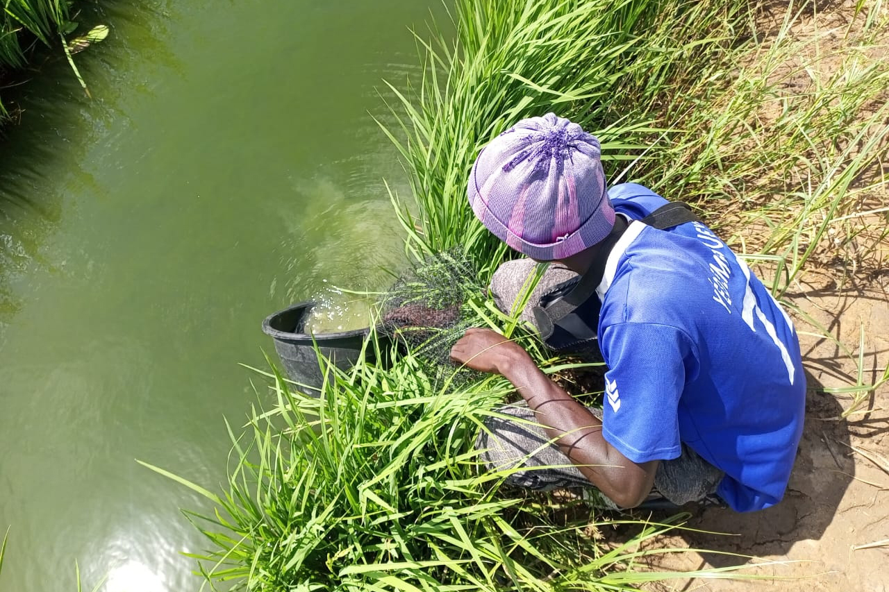 A person in a blue shirt crouches by a river, handling a bucket to catch snails.