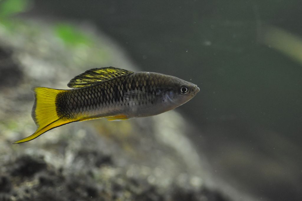 Male X. malinche, a small dark fish with bright yellow fins and swordtail, swims in a laboratory tank.