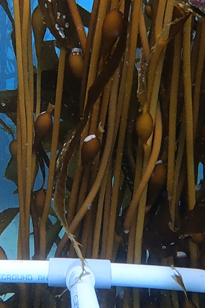 Underwater photo of a giant kelp forest, showing blade-like fronds with gas-filled floats rising through blue-green water.