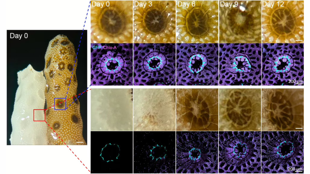Time-lapse images over 12 days show a pale bleached coral section regaining color and algae, with close-ups of coral polyps in brown and purple.