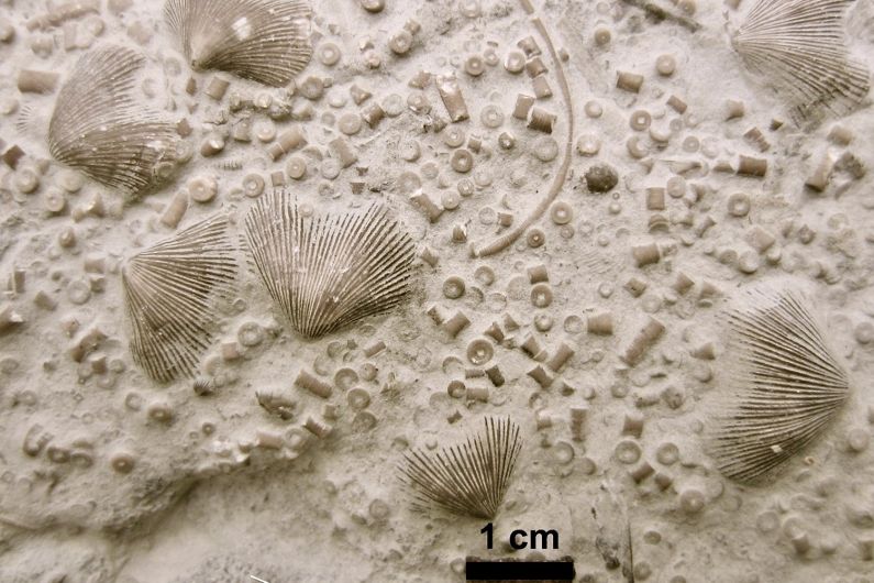 Merocrinus Why extinctions ran amok in ancient oceans, and why they slowed down ...