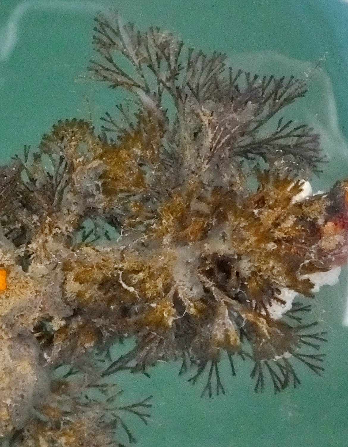 Spiral-tufted bryozoan (Bugula neritina)