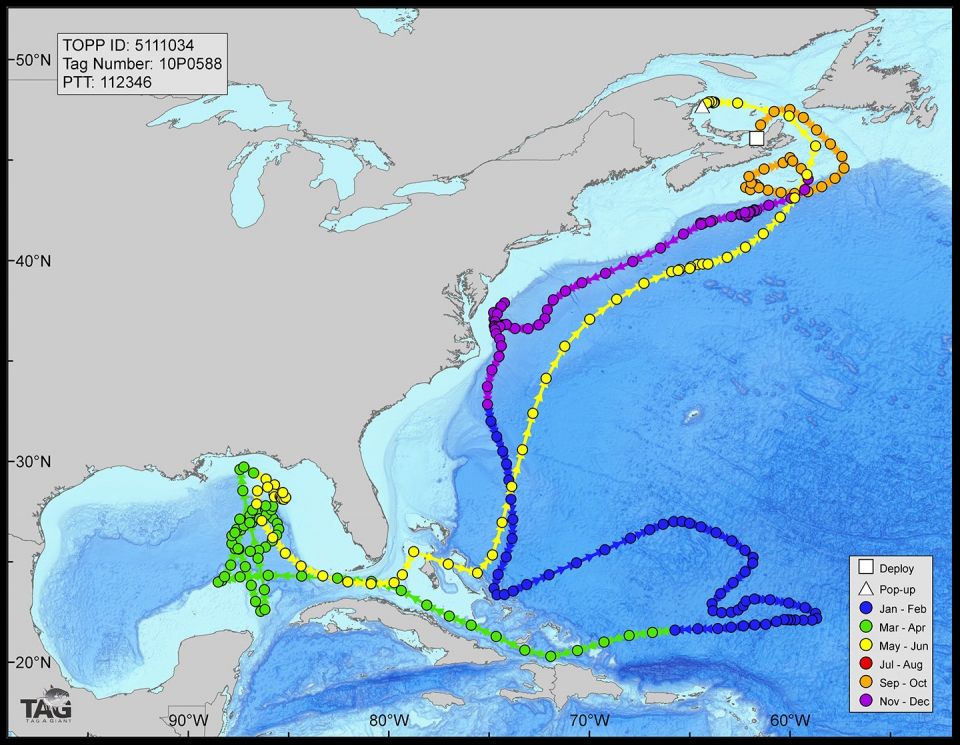 map showing where tuna were active during Deepwater Horizon spill