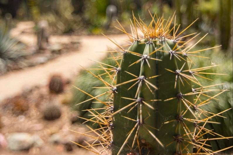 Cactus Garden