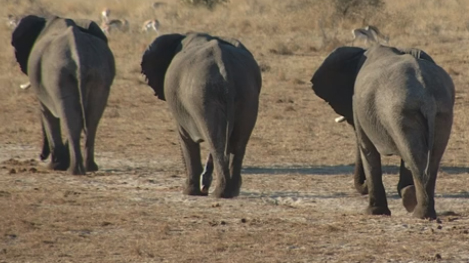 Male elephants walking together