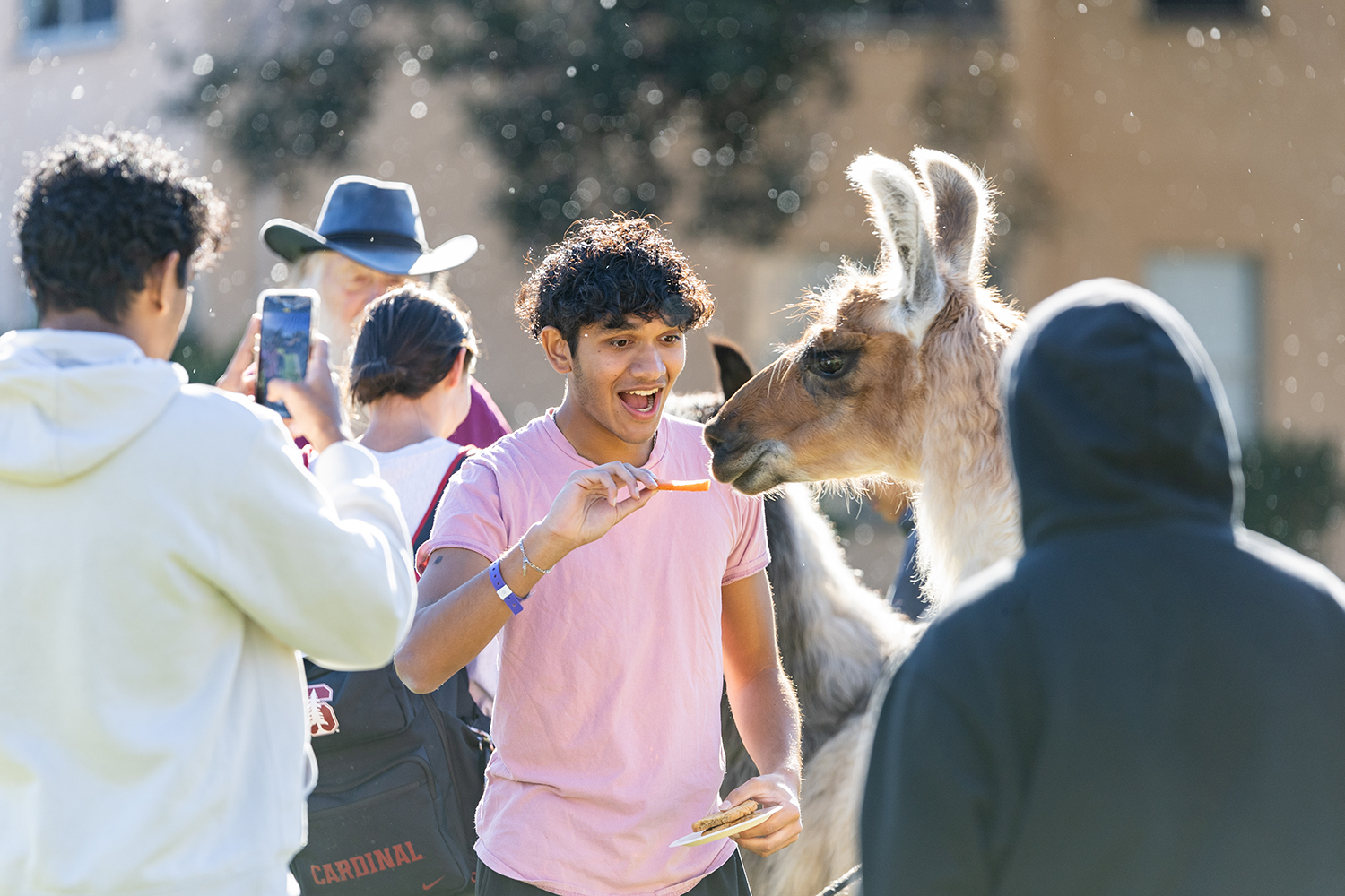 Student feeds carrot sticks to llama.