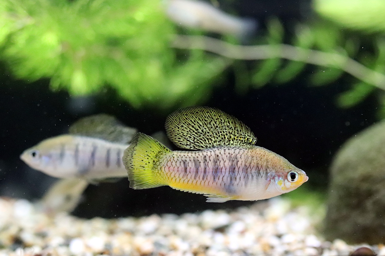 Male X. birchmanni, a small fish with a large spotted dorsal fin and yellow-tipped tail, swims in a laboratory tank.