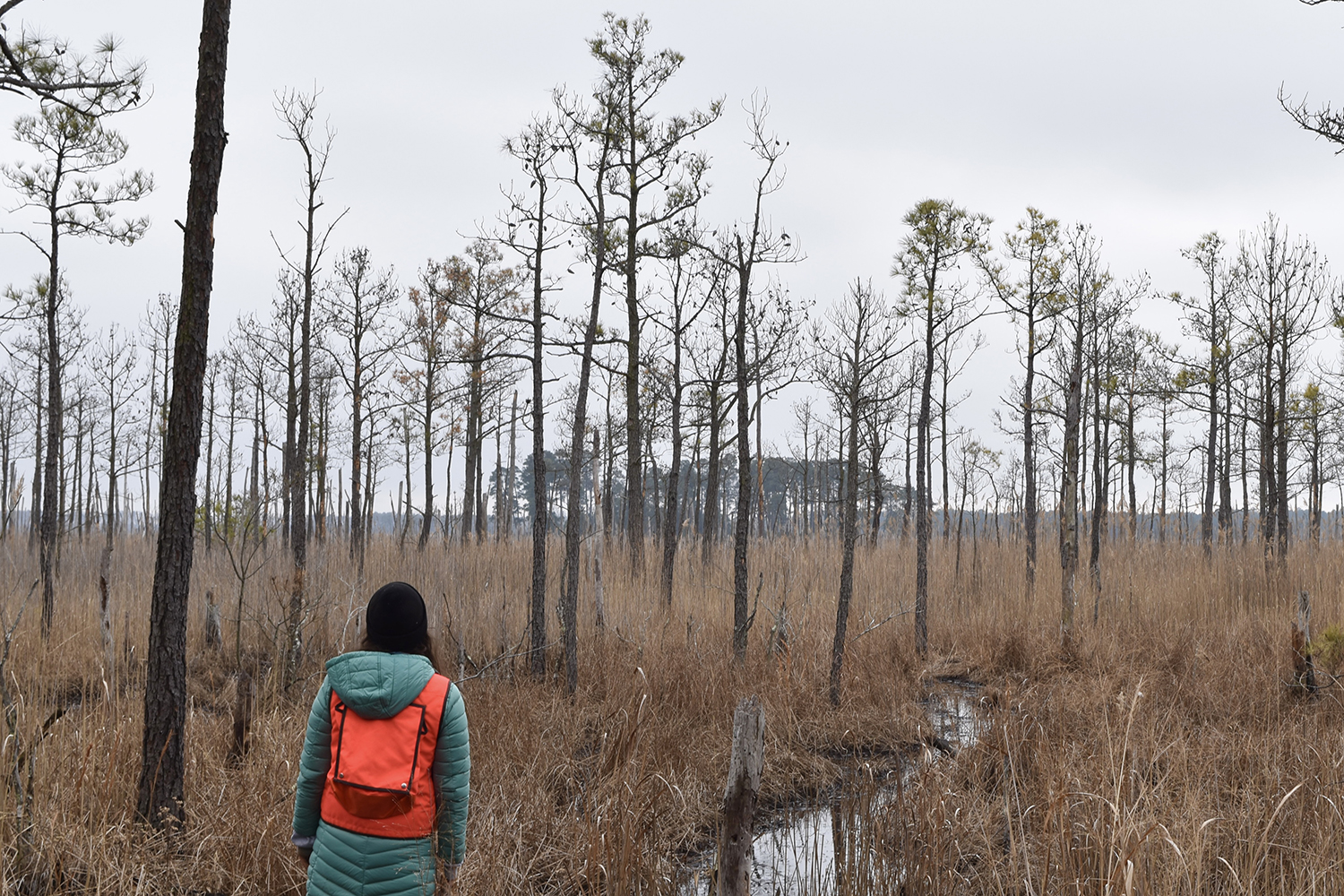 A person in an orange vest and teal jacket faces a marsh of tall brown grass dotted with sparse, mostly leafless pine trees under a gray sky.