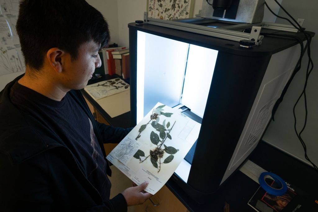 Danny Argudo works on the digitization of a pressed plant collection from Jasper Ridge’s Oakmead Herbarium.