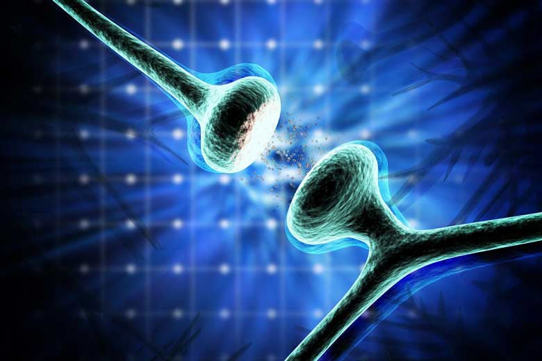 Synapses 