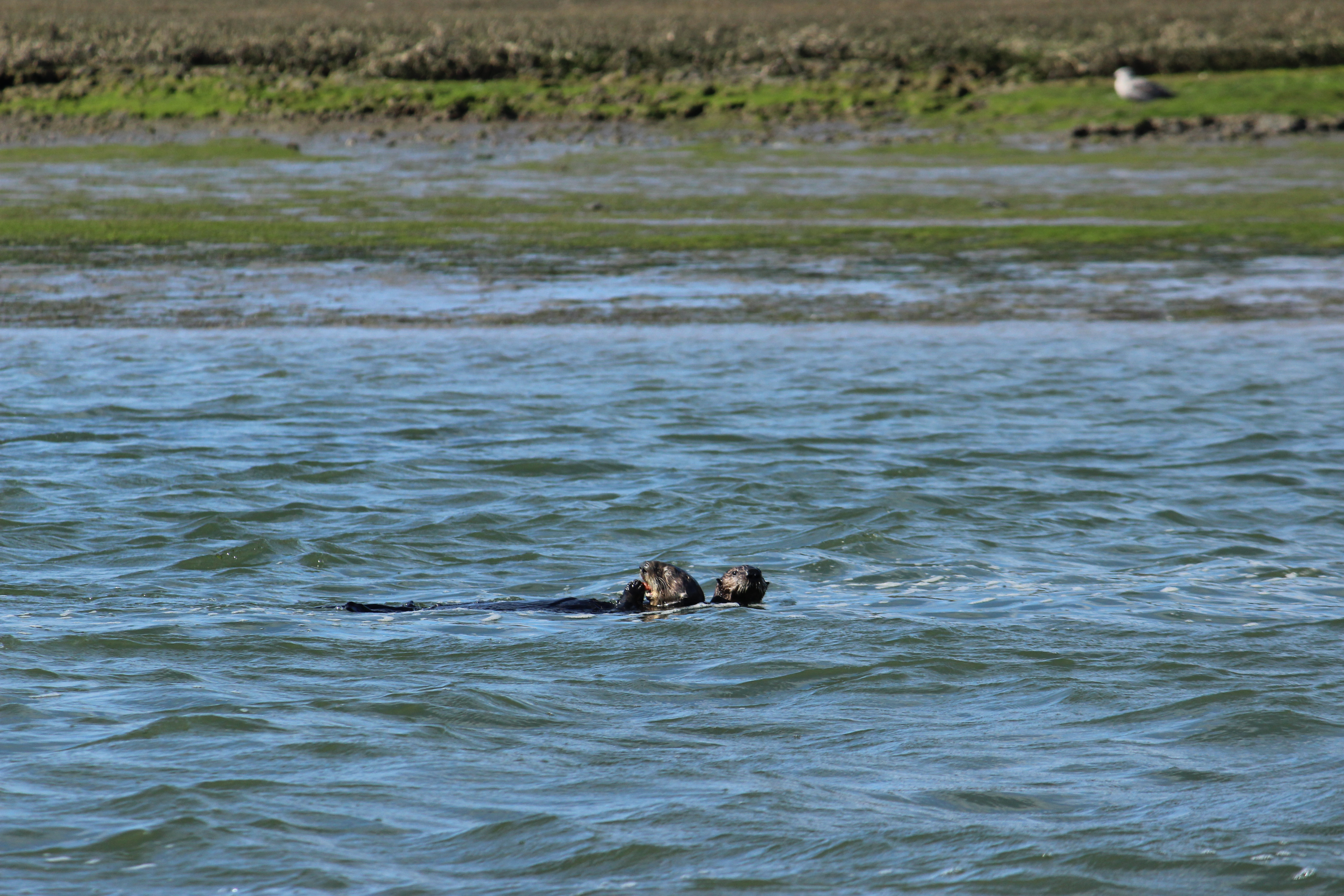 A sea otter floating on it's back with a baby otter behind it, looking at the camera