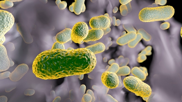 Acinetobacter baumannii