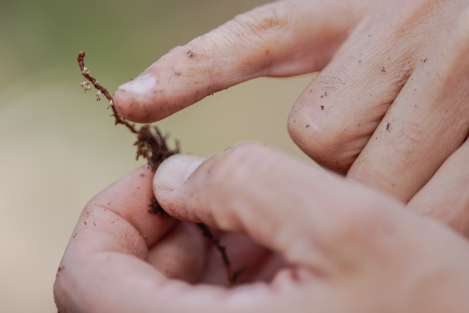 Image of Kabir Peay pointing to mycorrhizal fungi.