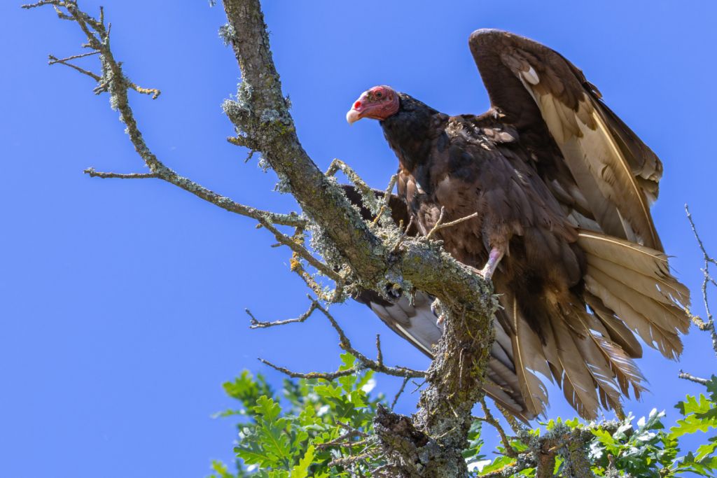 Image of a vulture sitting high up in tree.