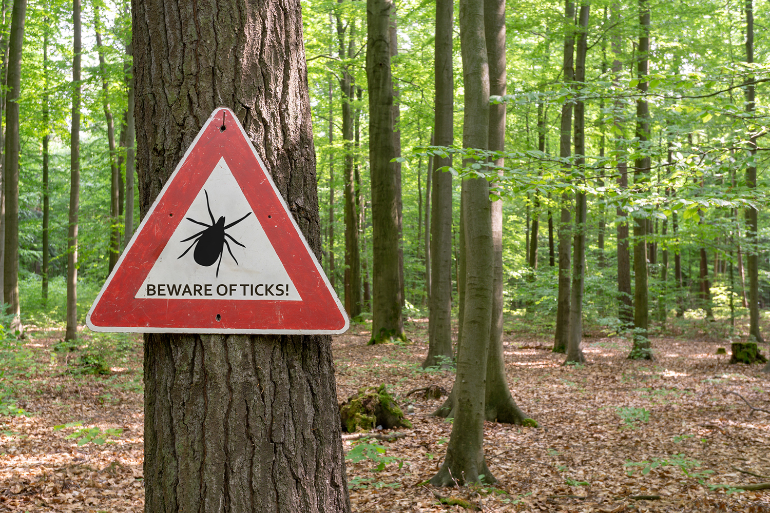 Sign warning of ticks in the forest