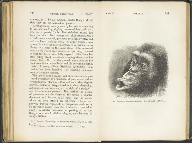 A page from a book discussing monkey behavior, featuring text on expressions and an illustration of a chimpanzee.