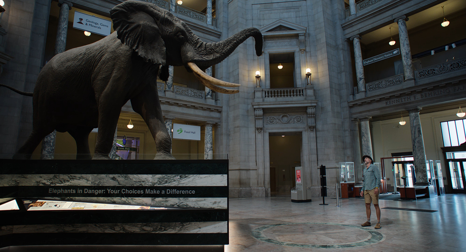 Elephant in rotunda of Smithsonian museum.