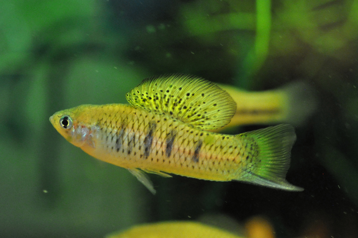 Male malinche x birchmanni hybrid, a yellow-green fish with a large spotted dorsal fin, short swordtail,  and dark stripes along its body, swims in a laboratory tank.