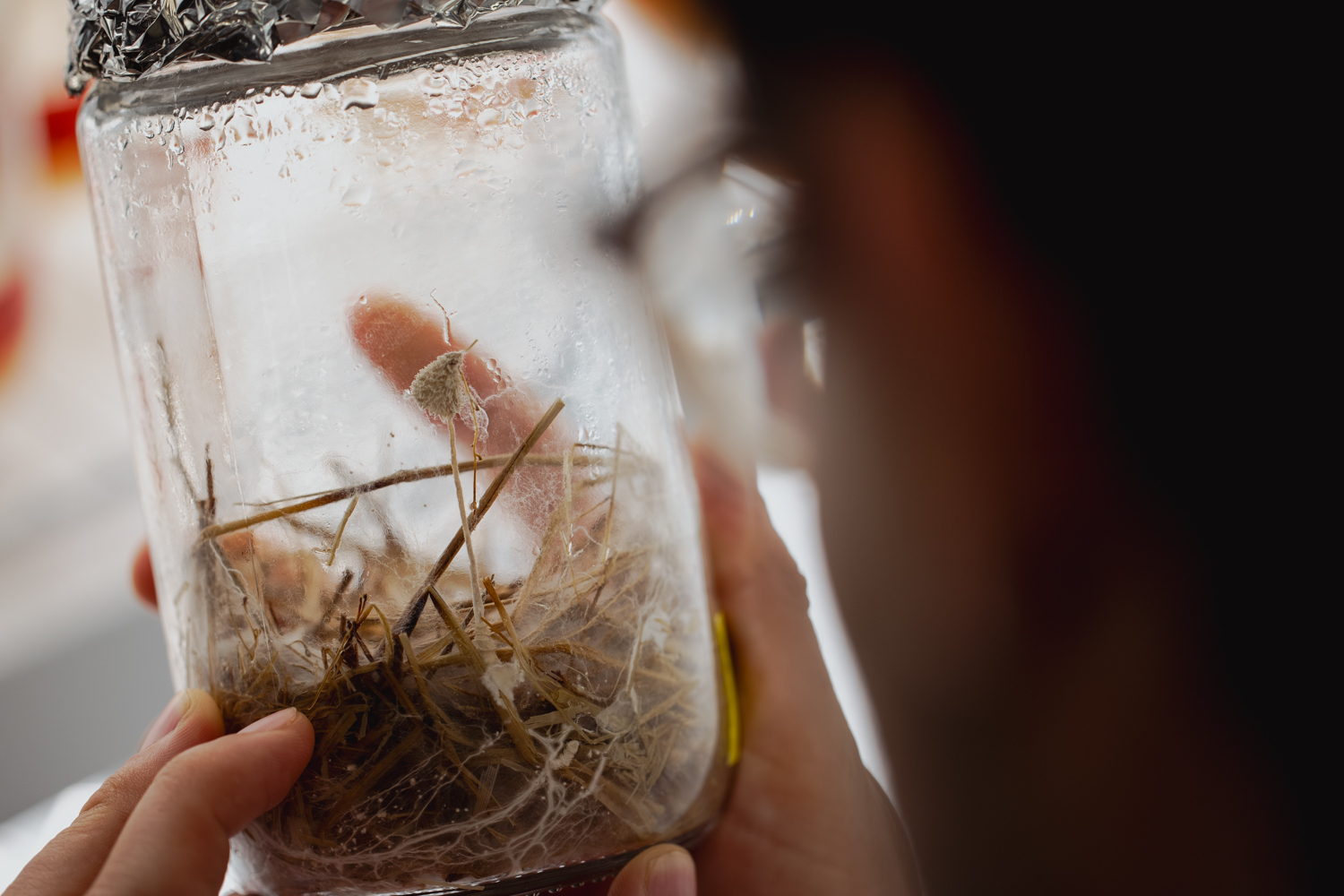 Close-up of a small mushroom growing on straw inside a glass culture jar held up near a person's face.