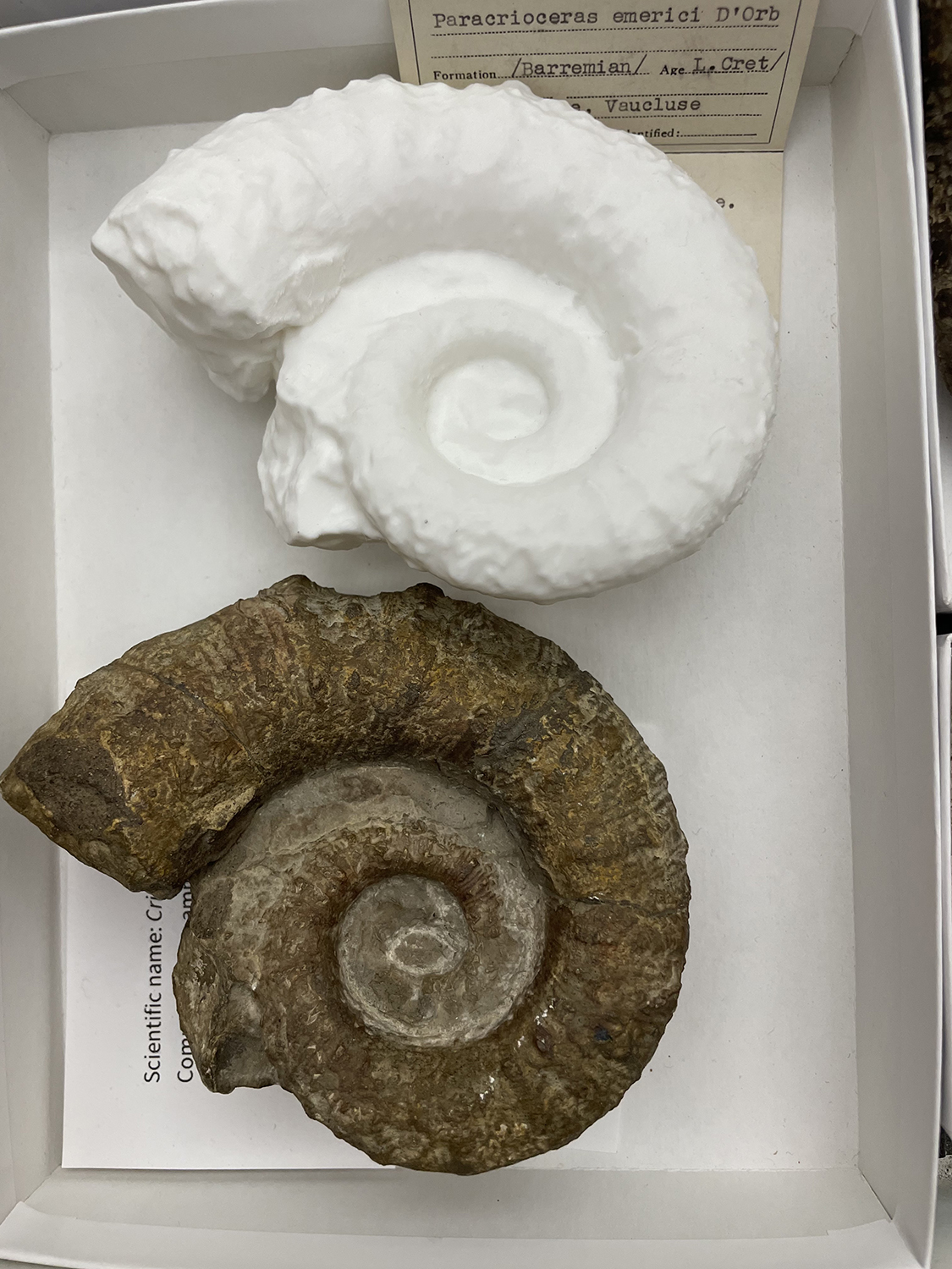 Two ammonite fossils sit side by side, one a plaster cast and one the original mineralized specimen.