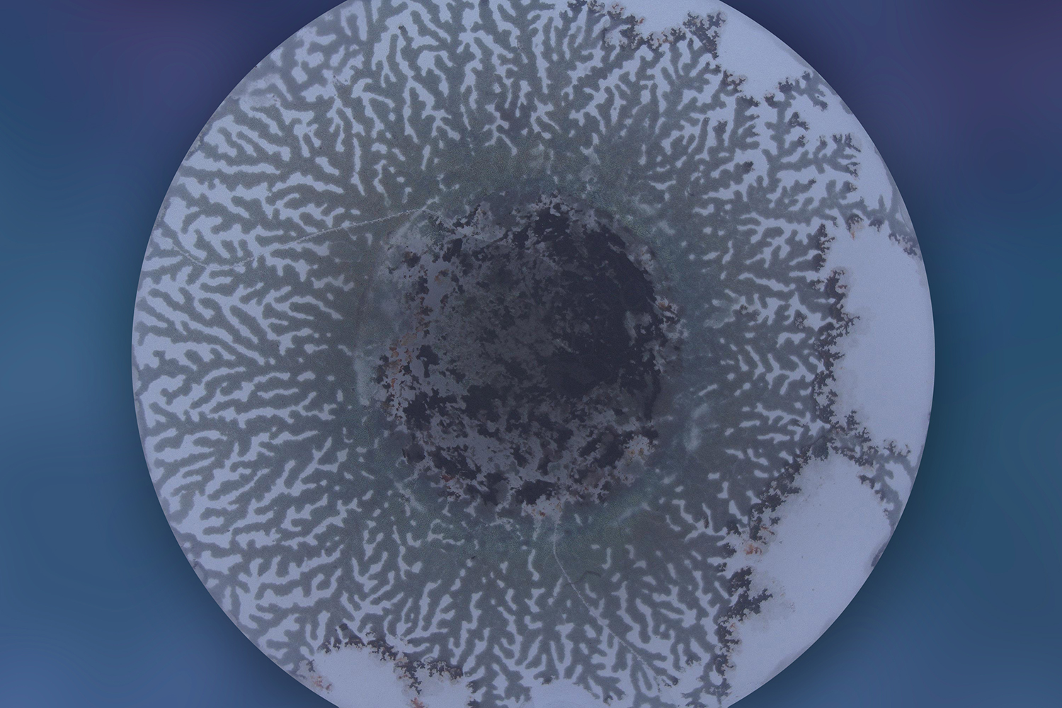 Branching lithium deposits spread across a circular battery electrode, mapping how metal grows unevenly during charging.