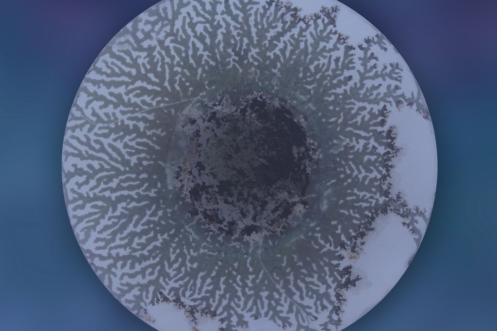 Branching lithium deposits spread across a circular battery electrode, mapping how metal grows unevenly during charging.