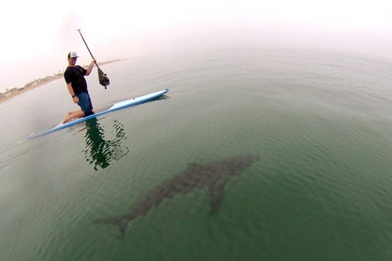 shark swimming beneath paddle board