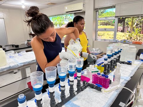 Researchers in a lab pouring seawater into various filter cups