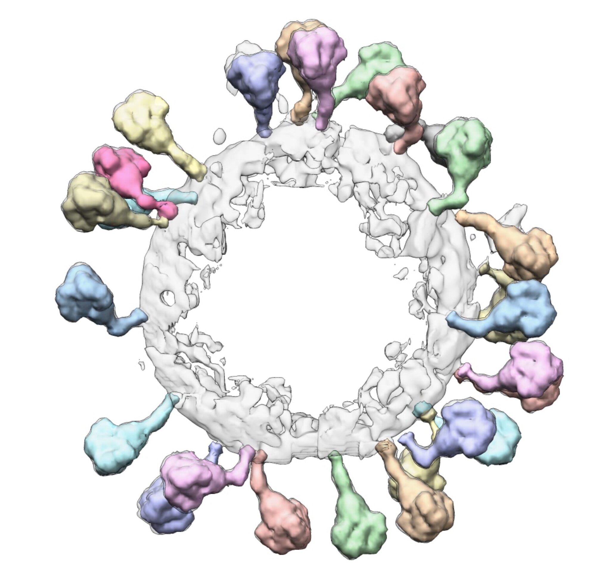 3D model of coronavirus spike protein.