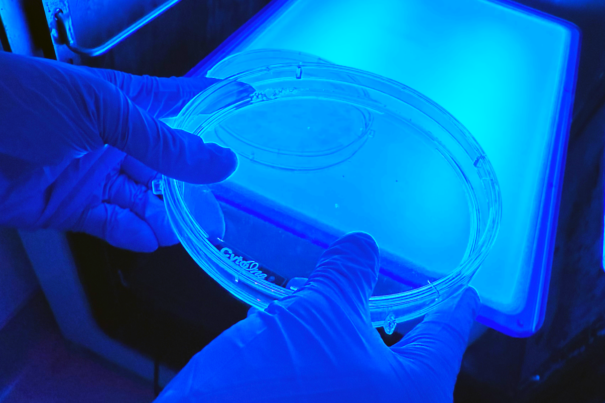 Researcher places ribosome solution in the incubator.