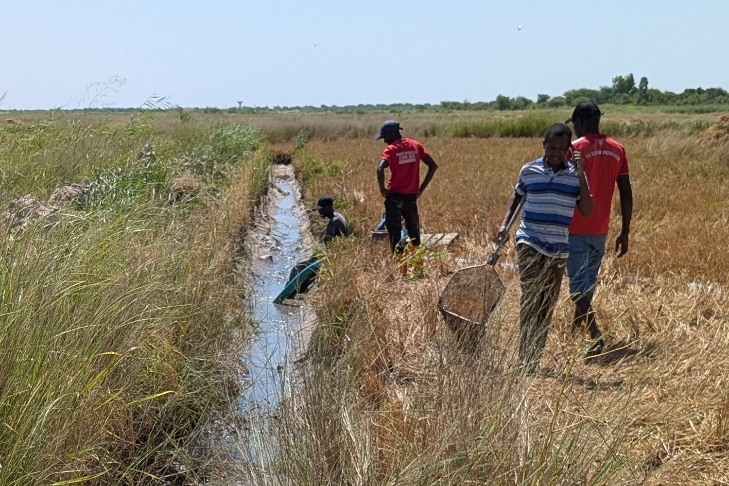 Several individuals work in a grassy field near a narrow water channel, using nets and equipment for fishing or gathering.