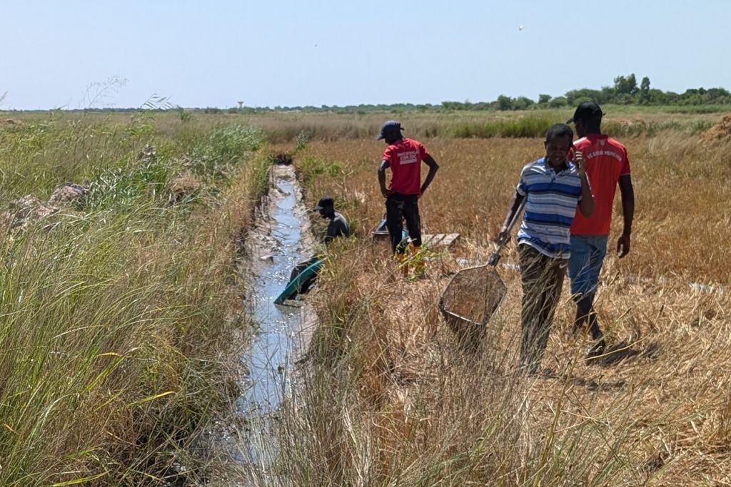 Several individuals work in a grassy field near a narrow water channel, using nets and equipment for fishing or gathering.