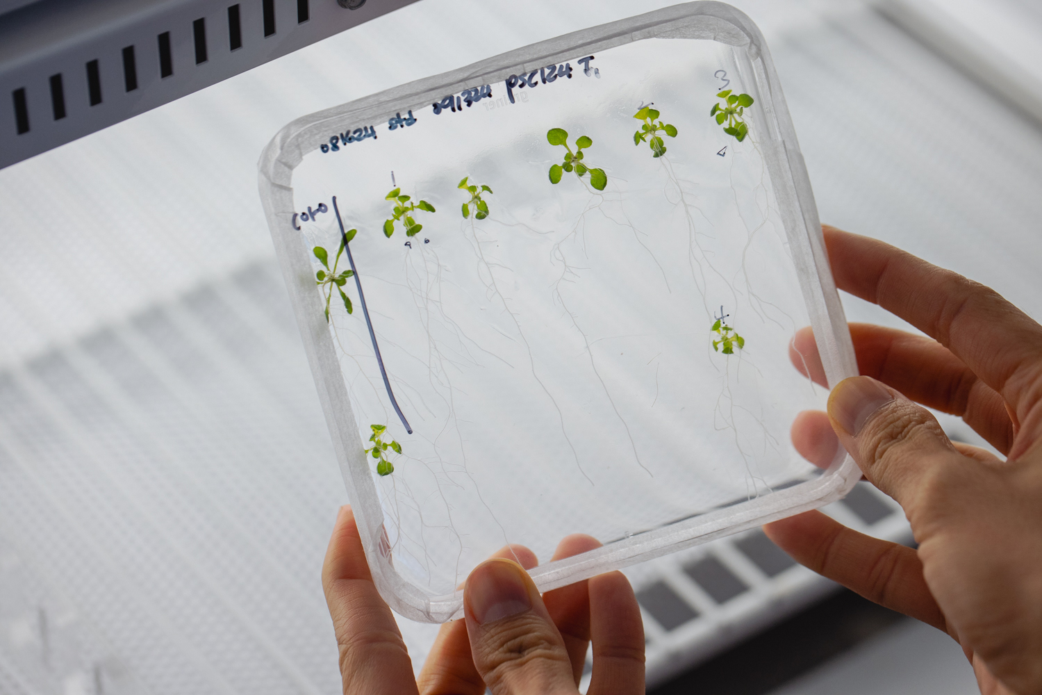 Jennifer Brophy holds a clear petri dish with small green plants and visible roots for study in a laboratory setting.