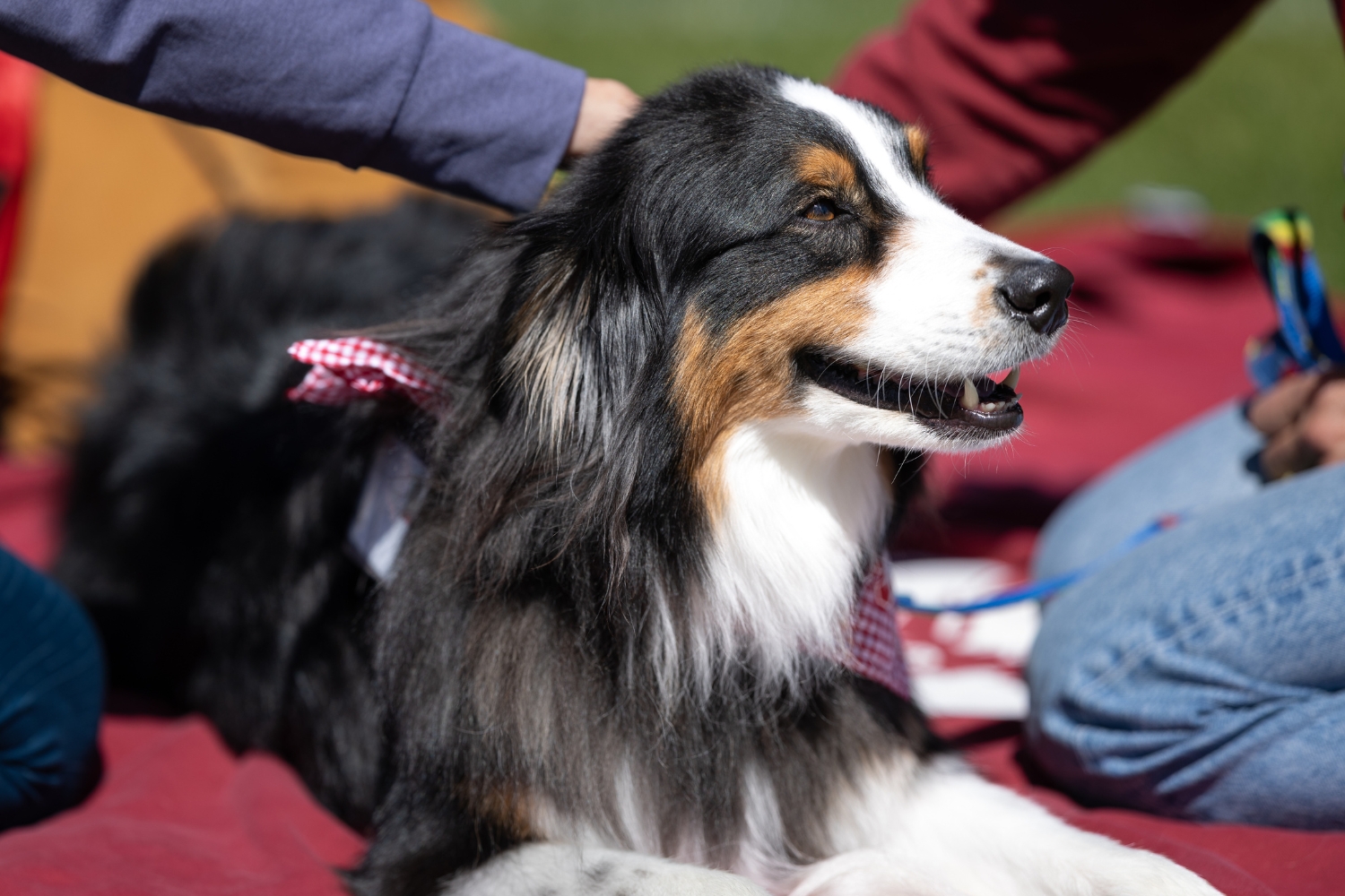 A fluffy dog with a bandana relaxes on a blanket while being petted by people during an outdoor event.