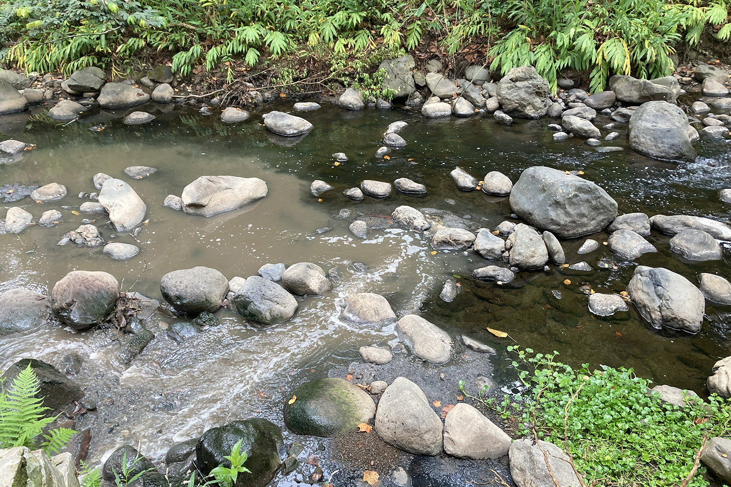 Shallow, rocky stream of murky river flows through lush green vegetation.
