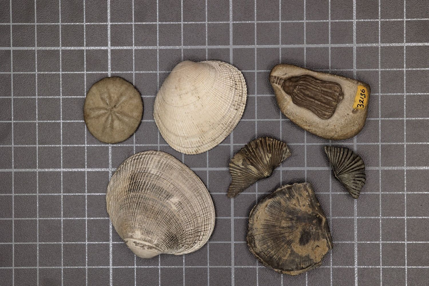 Fossil shells and a sand dollar arranged on a gridded background for scale, showing a range of marine invertebrate forms.