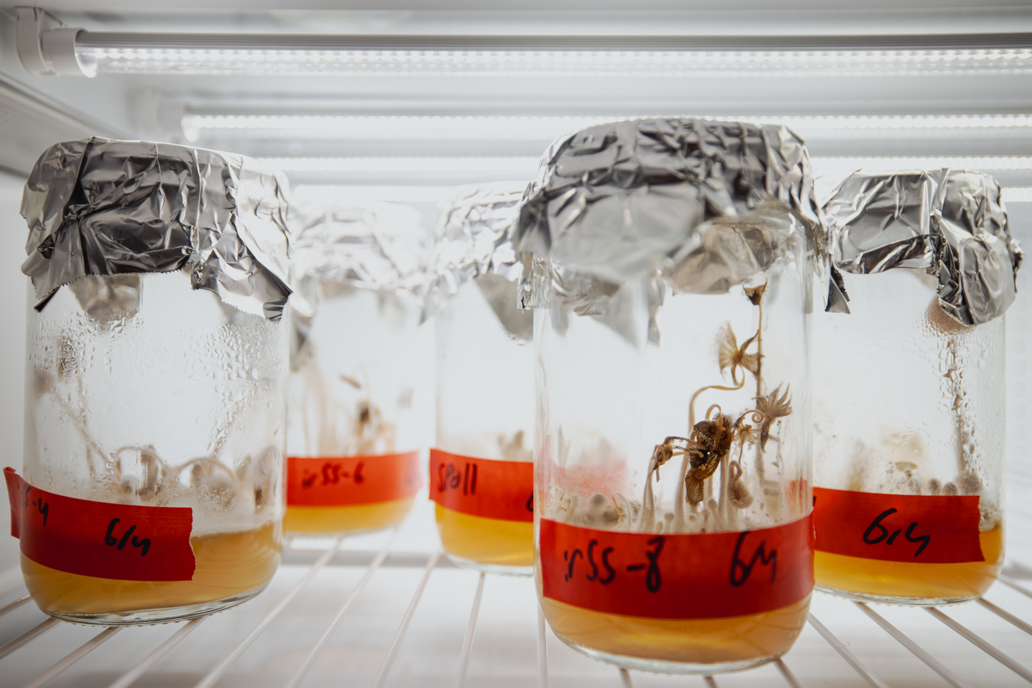Row of foil-topped glass culture jars in a lit growth chamber, each holding fungi sprouting from substrate above amber liquid.