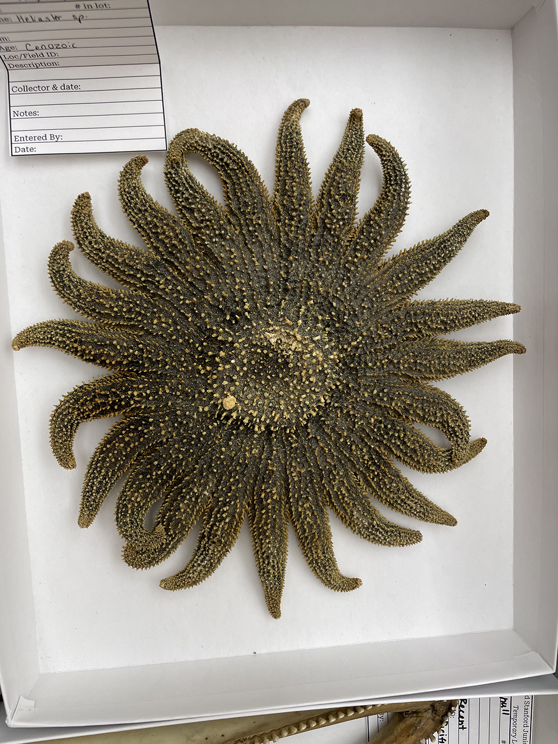 A dried sea star with long curling arms lies in a specimen box next to a handwritten identification card.