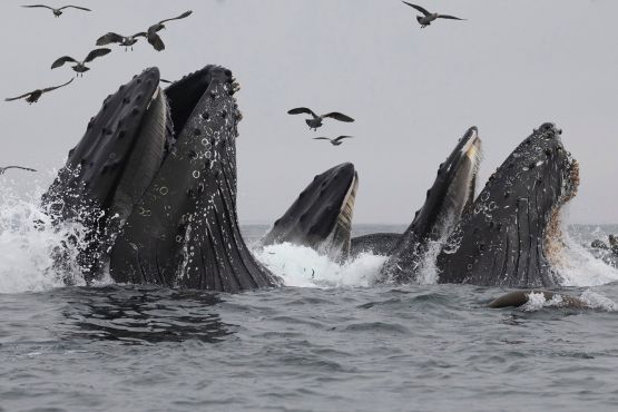 Whales Eat Colossal Amounts Of Microplastics 