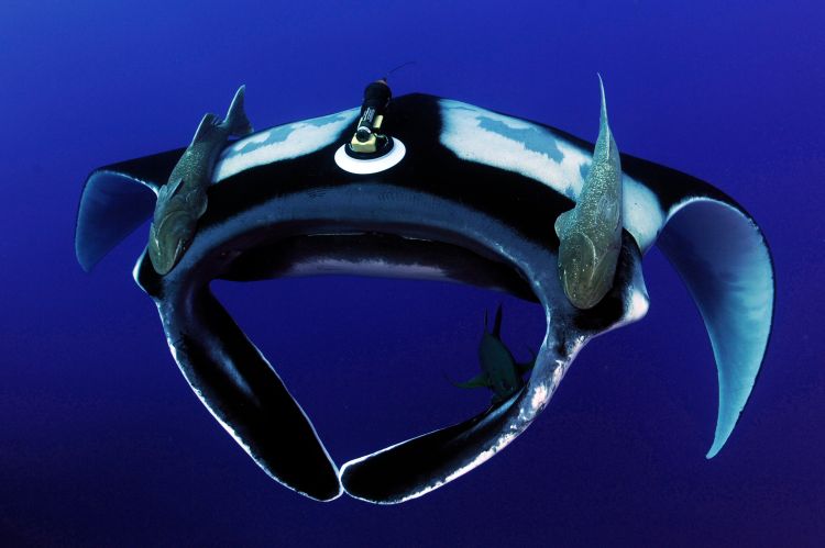 A manta ray with a tag on top of its body and three fish attached on its right side, left side and underneath)