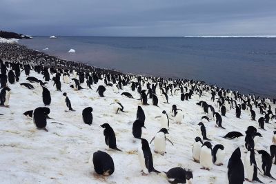A large number of penguins on snow near water