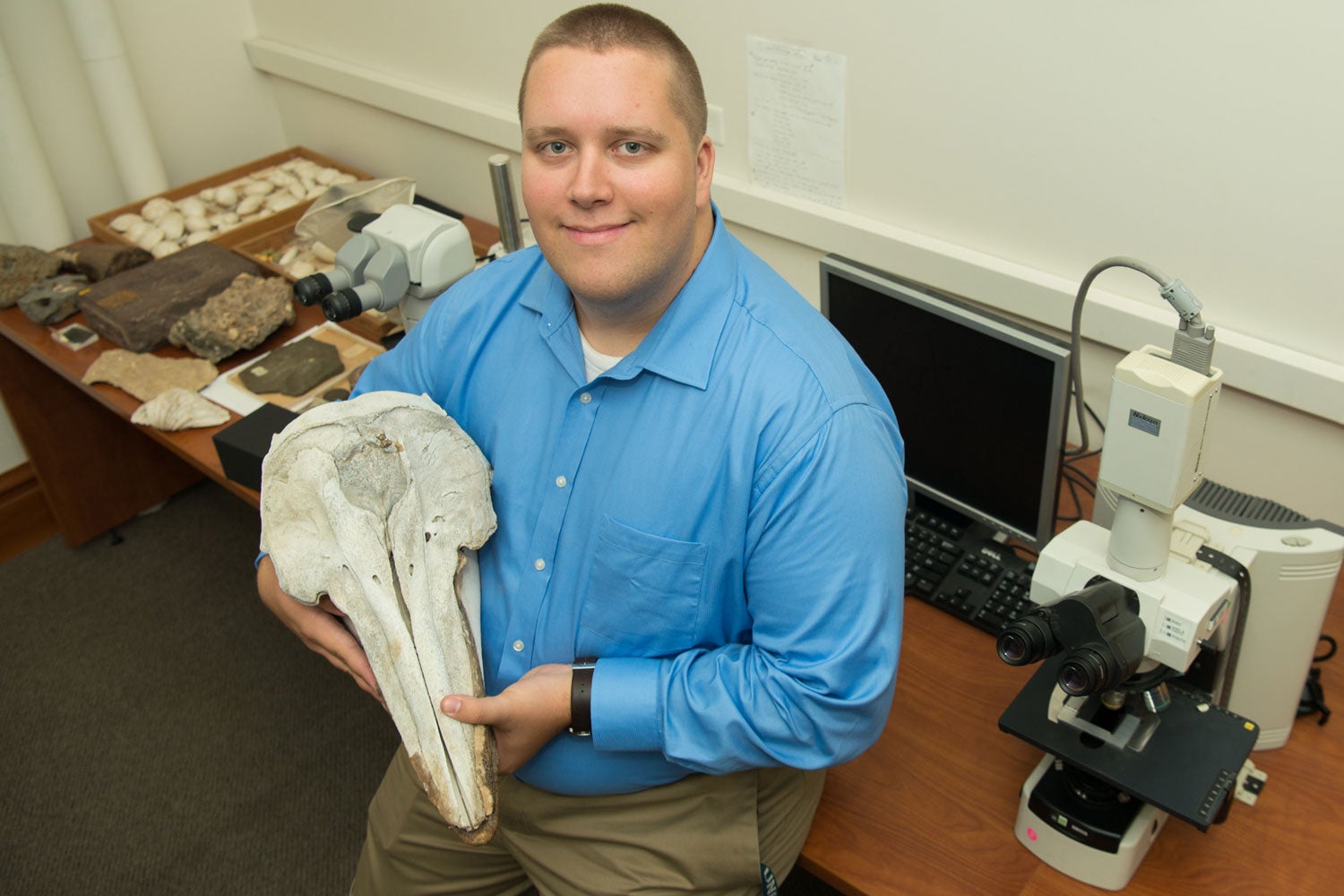 Geological sciences graduate student Will Gearty displays a dolphin skull in a laboratory on Stanford’s campus. Gearty is the lead author on a study showing energy balance constrains the body size of aquatic mammals, including seals, sea lions, manatees, dugongs, whales and dolphins. 