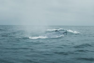 Blue whale surfacing in the ocean