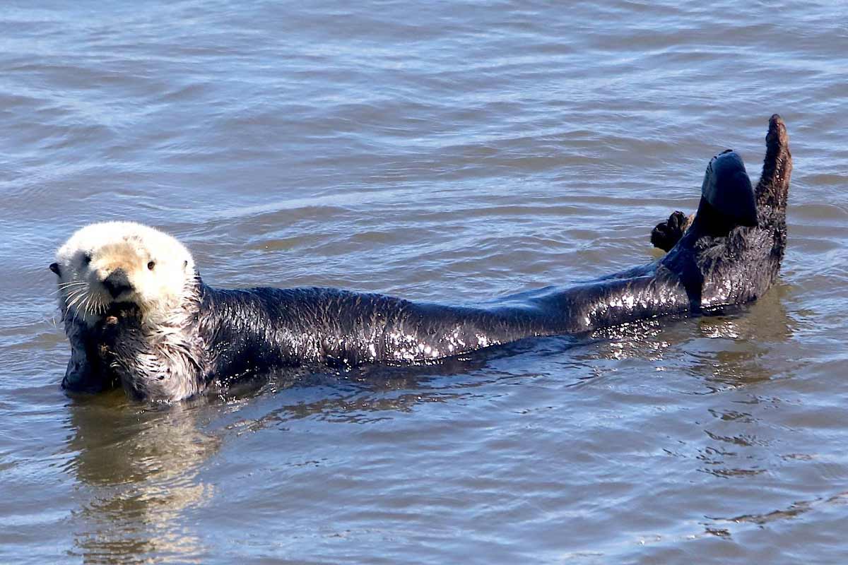 Sea otter