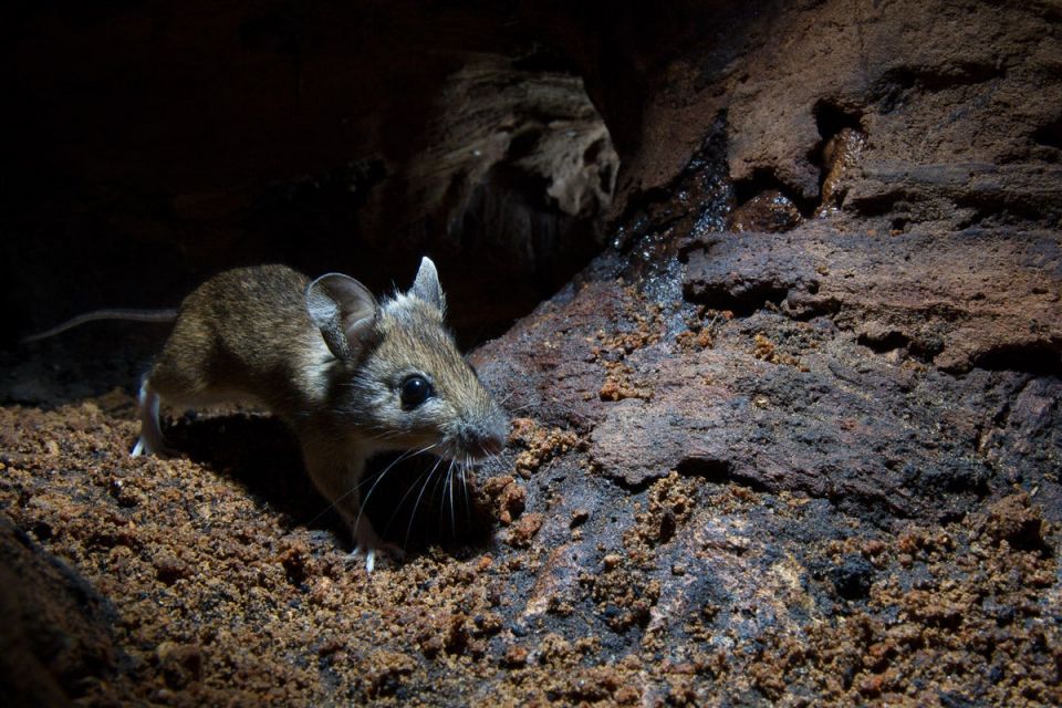 Wood mouse (Apodemus sylvaticus)