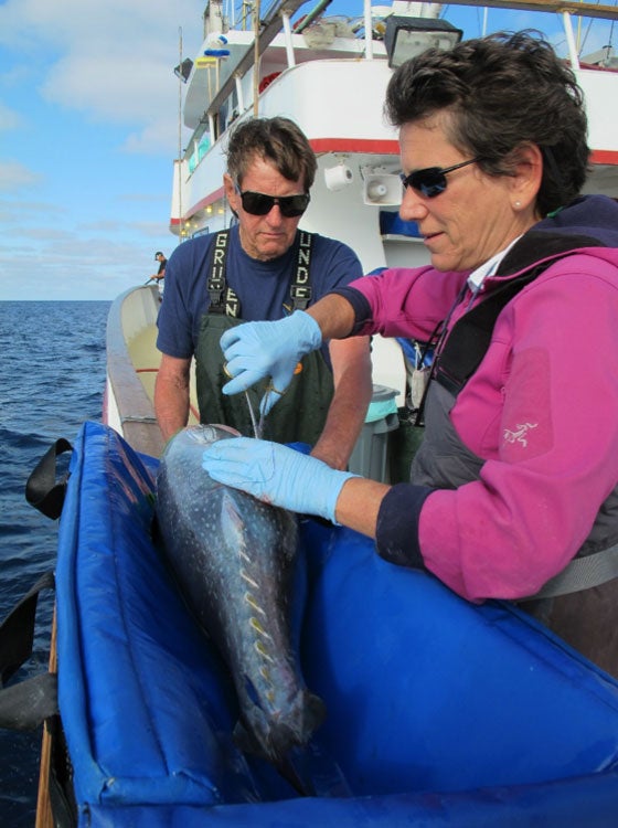 Barbara Block and Charles Farwell tag a Pacific bluefin tuna