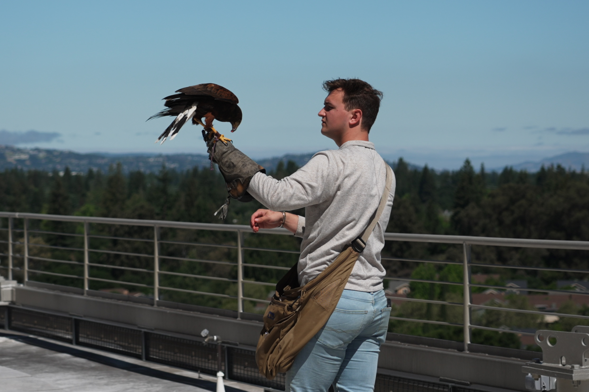 Falconer and hawk on roof